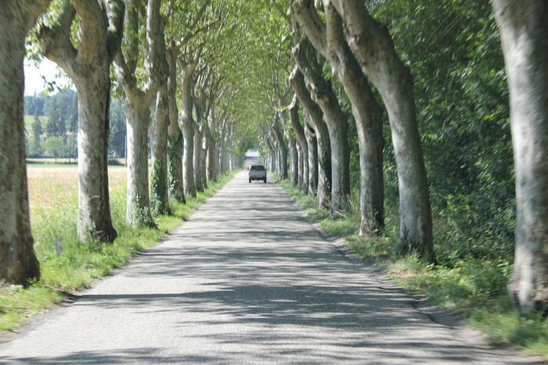 tree lane